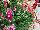 Syngenta Flowers, Inc.: Antirrhinum majus (Snapdragon) 'Mix' 