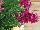 Syngenta Flowers, Inc.: Antirrhinum majus (Snapdragon) 'Magenta' 