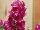 Syngenta Flowers, Inc.: Antirrhinum majus (Snapdragon) 'Magenta' 