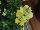 Syngenta Flowers, Inc.: Antirrhinum majus (Snapdragon) 'Yellow' 