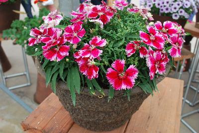 Syngenta Flowers, Inc.: Super Parfait™ Dianthus Crimson Star 