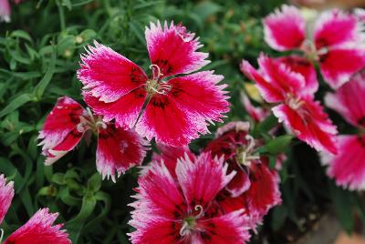 Syngenta Flowers, Inc.: Super Parfait™ Dianthus Crimson Star 