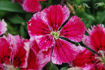 Syngenta Flowers, Inc.: Super Parfait™ Dianthus Crimson Star 