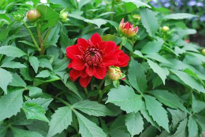 Grandalia™ Dahlia x hybrida Deep Red