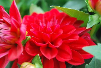 Grandalia™ Dahlia x hybrida Deep Red