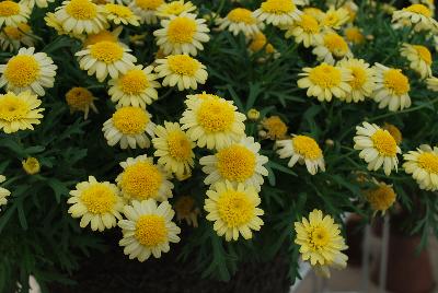 Sassy® Argyranthemum frutescens Double Yellow 