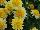 Syngenta Flowers, Inc.: Argyranthemum frutescens 'Double Yellow' 