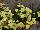 Syngenta Flowers, Inc.: Achillea millefolium 'Light Yellow' 
