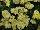 Syngenta Flowers, Inc.: Achillea millefolium 'Light Yellow' 
