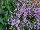 Syngenta Flowers, Inc.: Campaula rapunculoides 'Campbell™ Blue' 