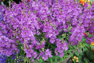 Carita™ Angelonia angustifolia Purple 