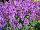 Syngenta Flowers, Inc.: Angelonia angustifolia 'Purple' 