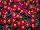 Syngenta Flowers, Inc.: Argyranthemum fruitescens 'Red' 