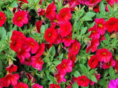 Syngenta Flowers, Inc.: Callie Calibrachoa Bright Red 