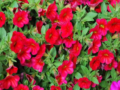 Callie Calibrachoa Bright Red 