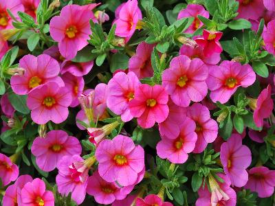 Callie Calibrachoa Coral Pink 