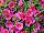 Syngenta Flowers, Inc.: Calibrachoa  'Coral Pink' 