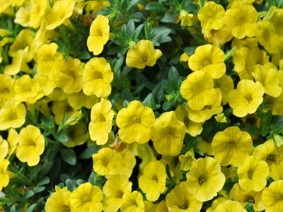 Syngenta Flowers, Inc.: Callie Calibrachoa Deep Yellow 