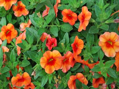 Syngenta Flowers, Inc.: Callie Calibrachoa Orange 