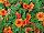 Syngenta Flowers, Inc.: Calibrachoa  'Orange' 