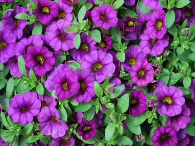 Syngenta Flowers, Inc.: Callie Calibrachoa Purple 