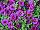 Syngenta Flowers, Inc.: Calibrachoa  'Purple' 