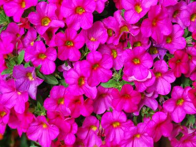 Syngenta Flowers, Inc.: Callie Calibrachoa Rose 