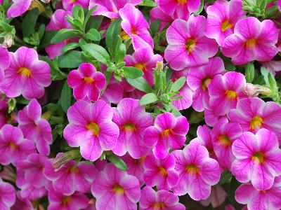 Syngenta Flowers, Inc.: Callie Calibrachoa Star Pink 