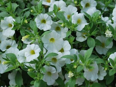 Syngenta Flowers, Inc.: Callie Calibrachoa White 