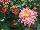 Syngenta Flowers, Inc.: Chrysanthemum Garden  'Coral' 