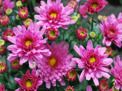 Chelsey Chrysanthemum Garden Pink 