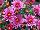 Syngenta Flowers, Inc.: Chrysanthemum Garden  'Pink' 