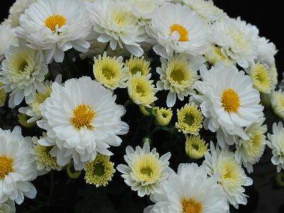 Chelsey Chrysanthemum Garden White 