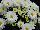 Syngenta Flowers, Inc.: Chrysanthemum Garden  'White' 