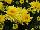 Syngenta Flowers, Inc.: Chrysanthemum Garden  'Yellow' 