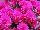 Syngenta Flowers, Inc.: Chrysanthemum Garden  'Purple' 