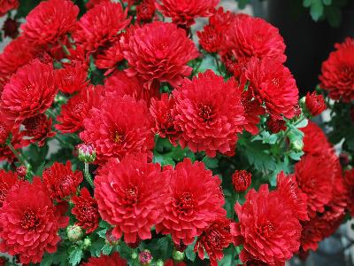 Danielle Chrysanthemum Garden Red 