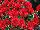 Syngenta Flowers, Inc.: Chrysanthemum Garden  'Red' 
