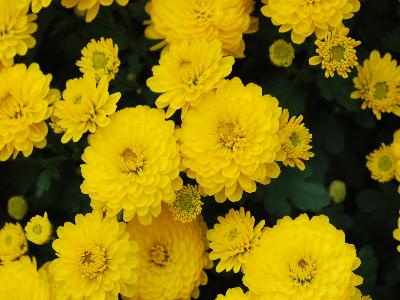 Gigi Chrysanthemum Garden Yellow 