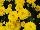Syngenta Flowers, Inc.: Chrysanthemum Garden  'Yellow' 