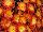 Syngenta Flowers, Inc.: Chrysanthemum Garden  'Orange Fusion' 