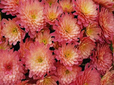 Jacqueline Chrysanthemum Garden Peach Fusion 