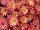 Syngenta Flowers, Inc.: Chrysanthemum Garden  'Peach Fusion' 
