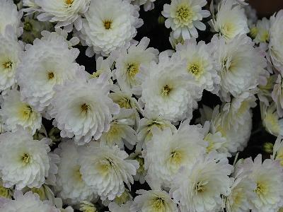 Jacqueline Chrysanthemum Garden Pearl 