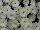 Syngenta Flowers, Inc.: Chrysanthemum Garden  'Pearl' 