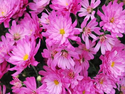 Jacqueline Chrysanthemum Garden Pink 