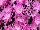 Syngenta Flowers, Inc.: Chrysanthemum Garden  'Pink' 