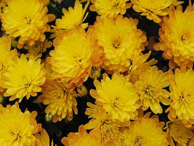 Jacqueline Chrysanthemum Garden Yellow 