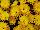 Syngenta Flowers, Inc.: Chrysanthemum Garden  'Yellow' 