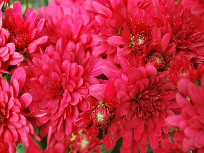 Wanda Chrysanthemum Garden Red 